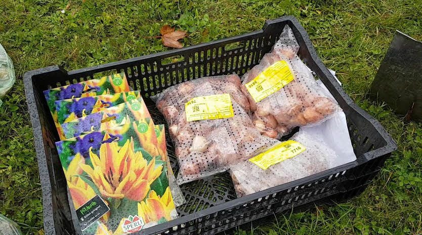 Mehr als 12 000 Zwiebeln wanderten in die Erde.