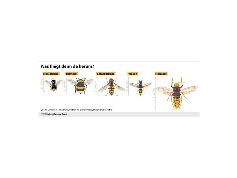 Nur auf den ersten Blick sehen sich Honigbienen, Hummeln, Wespen, Hornissen und Schwebfliegen ähnlich. Foto: dpa-infografik GmbH