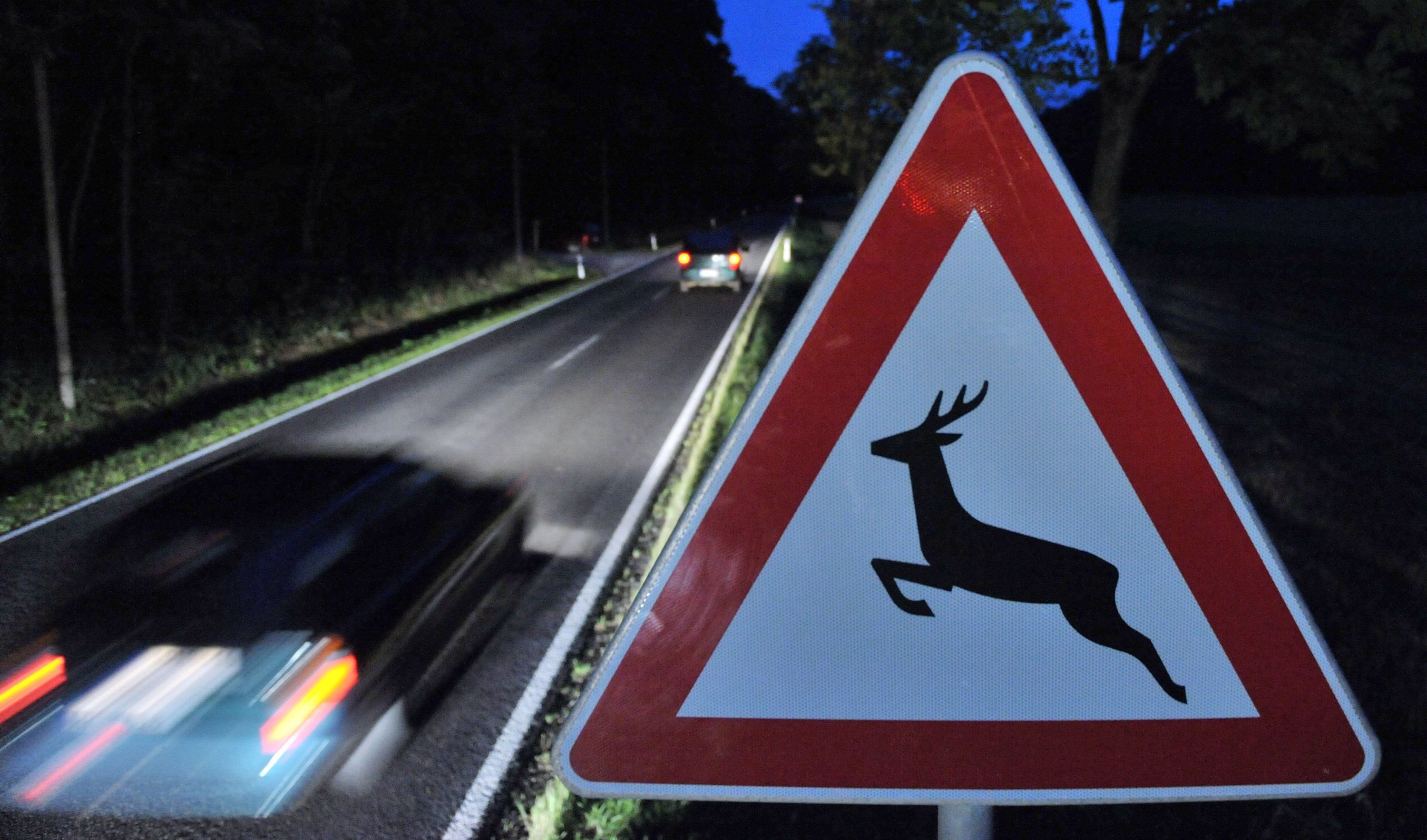 Ein Verkehrsschild warnt vor Wildwechsel. Gerade in den Morgen- und Abendstunden kommt es vermehrt zu Unfällen.