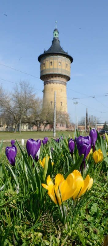 Die Vorhut des Frühlings: bunte Krokusse am Wasserturm.