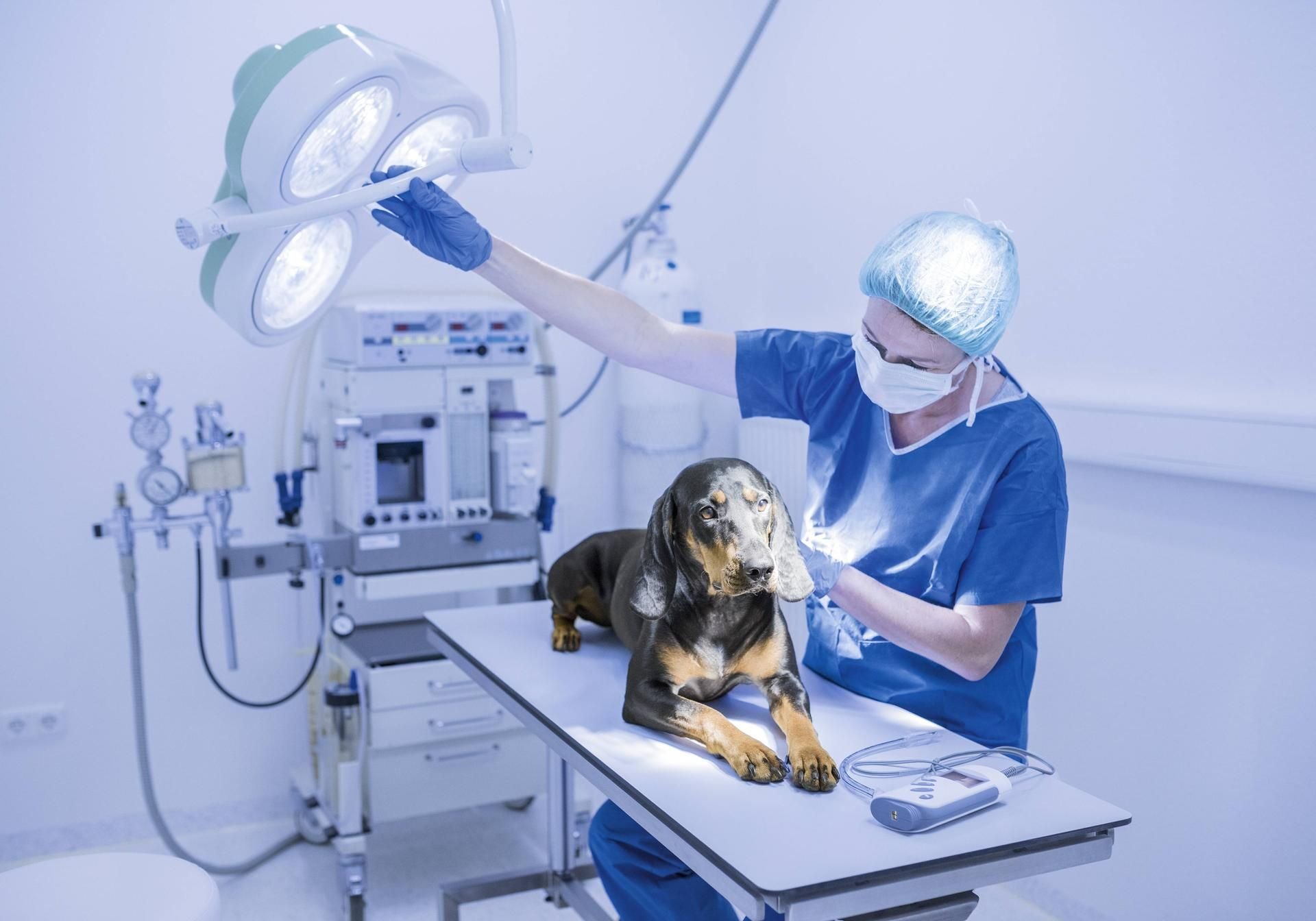 Machen Tierärzte mit unnötigen Behandlungsmethoden Kasse?