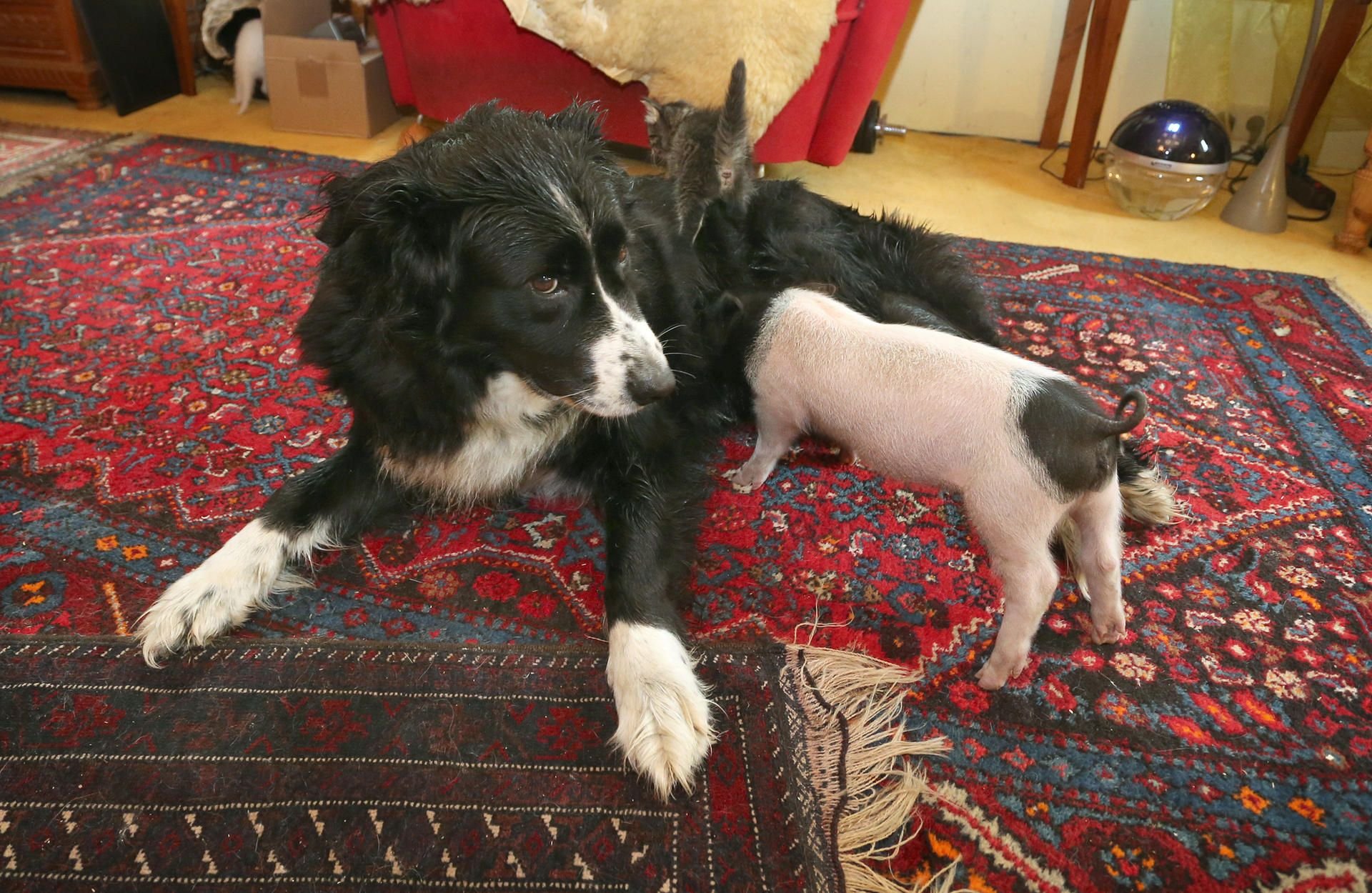 Die Border Collie Hündin nährt das Ferkel, welches zu klein war sich gegen seine Geschwister an den Zitzen der Muttersau durchzusetzen.