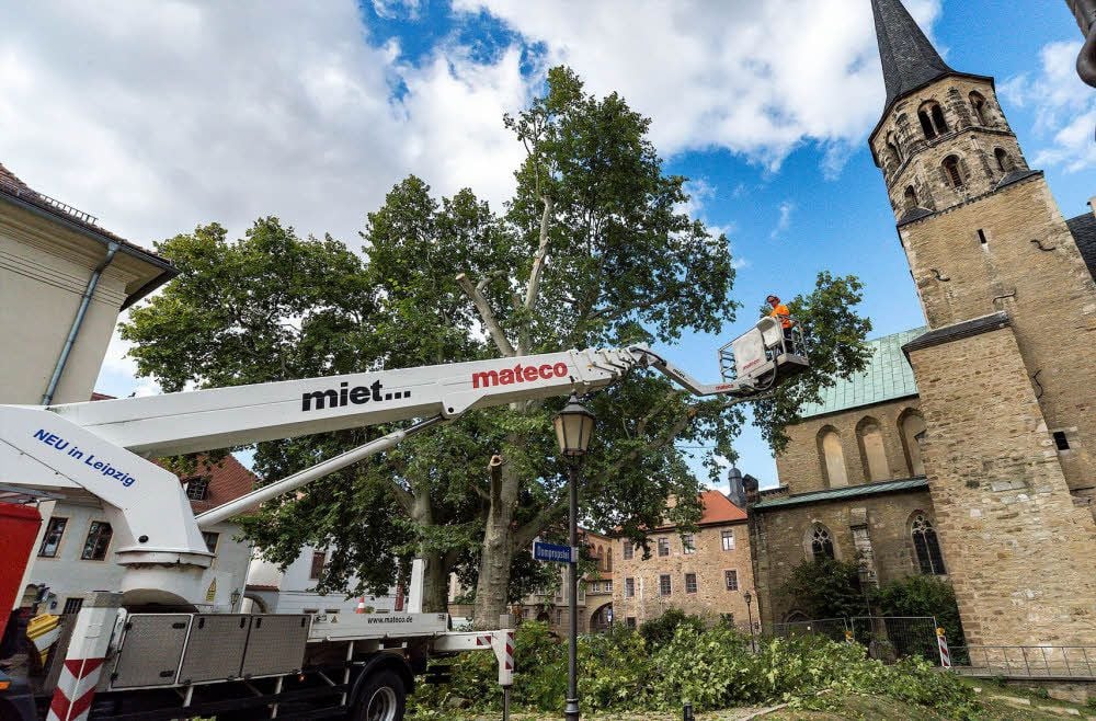 Mit einem Steiger wurden die 24 Meter hohen Platanen vor dem Merseburger Dom entholzt. Auf diese Weise entkamen sie der Fällung.