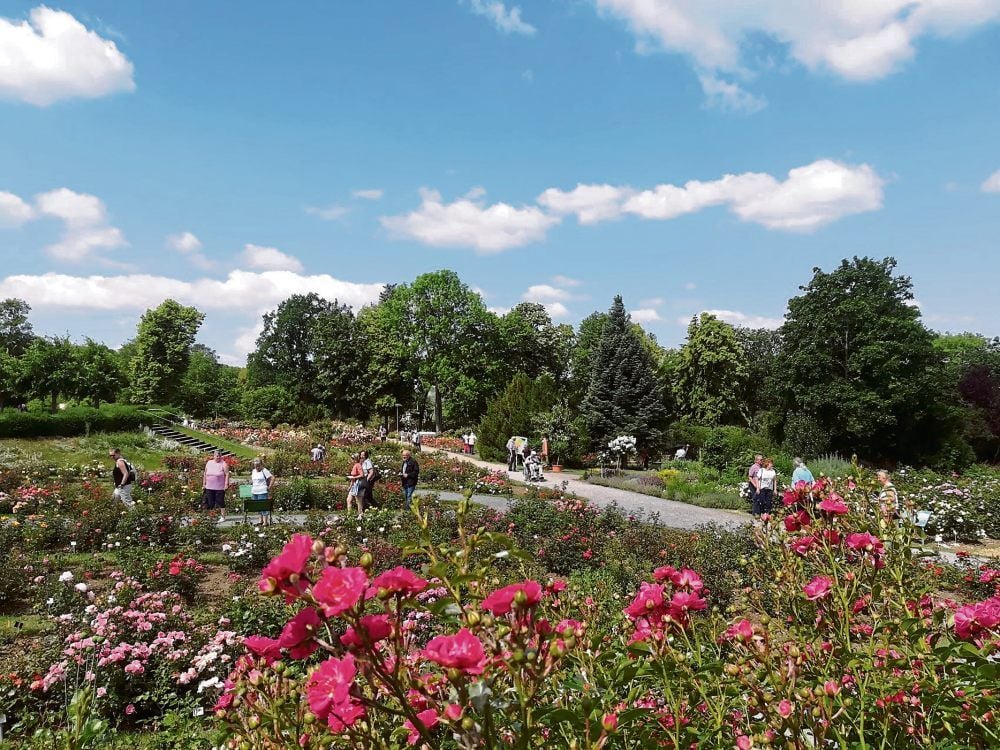 Im Rosarium herrschte in den vergangenen Tagen große Betriebsamkeit. Ab Juli dürfen zudem Sangerhäuser kostenlos in den Rosengarten.