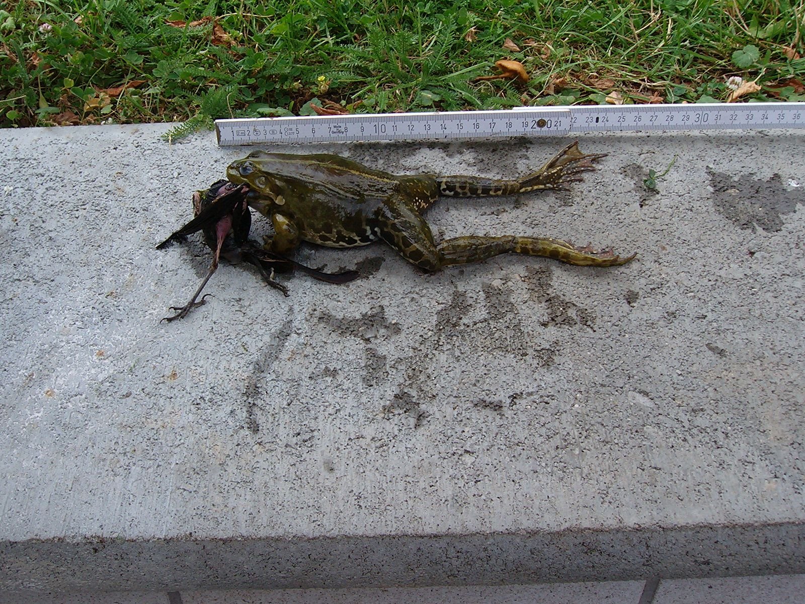 Den Frosch samt Vogel haben Trappiels aus ihrem Gartenteich in Pißdorf gefischt.