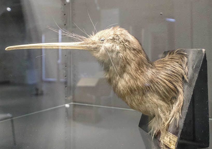 Auch dieser Kopf eines Kiwis gehört zu den Exponaten, die im Zeughaus präsentiert werden.