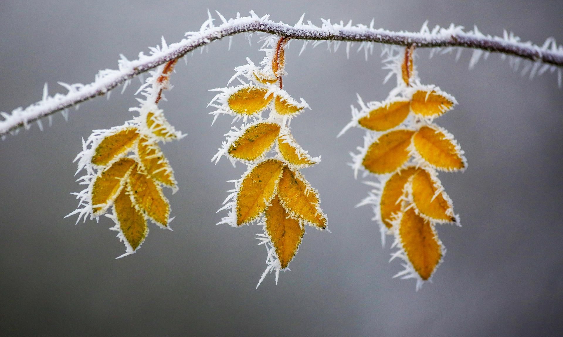 Mit Raureif überzogene Blätter hängen an einem Baum.