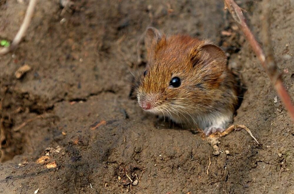 So drollig sie auch aussehen, die Überpopulation der Feldmäuse in diesem Jahr macht nicht nur Landwirten, sondern auch Tierbesitzern zu schaffen.
