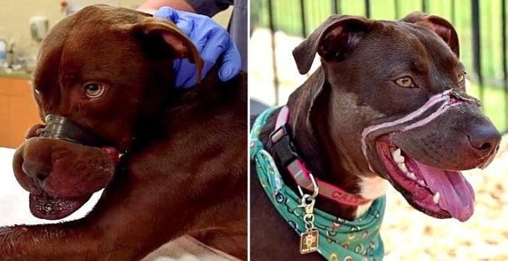 Caitlyn vor zwei Jahren: Ihr Besitzer hatte der Hündin die Schnauze mit Tape zugebunden (li.). Caitlyn heute: Das Tier lebt in einer neuen Familie.