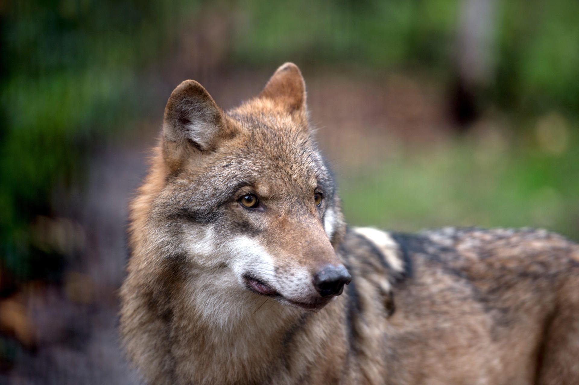 Im Norden Sachsen-Anhalts ist der Wolf schon seit Jahren wieder heimisch.