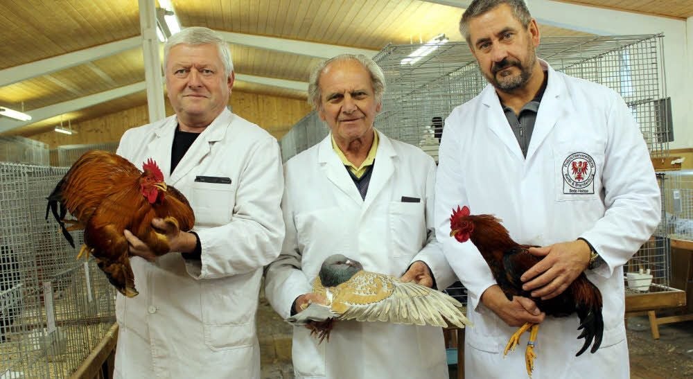 Zufrieden mit den meisten Tieren in Seyda: Lothar Frost hält einen New Hampshire-Hahn, Heinz Ulrich zeigt eine wunderschöne Cauchois-Taube und Bodo Heinze präsentiert einen Zwerg Welsumer (v.l.).