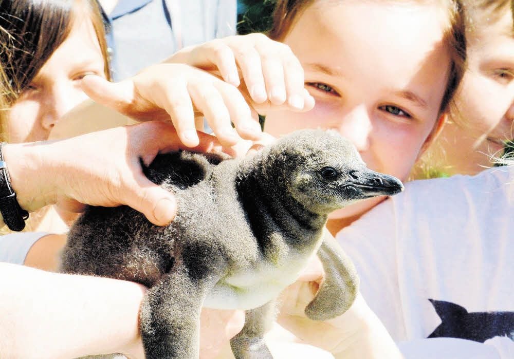 Einmal streicheln bitte! Pinguin-Baby Zoë ist jetzt alt genug für den „Kindergarten“. Dort werden die Vögel an die menschliche Hand gewöhnt.