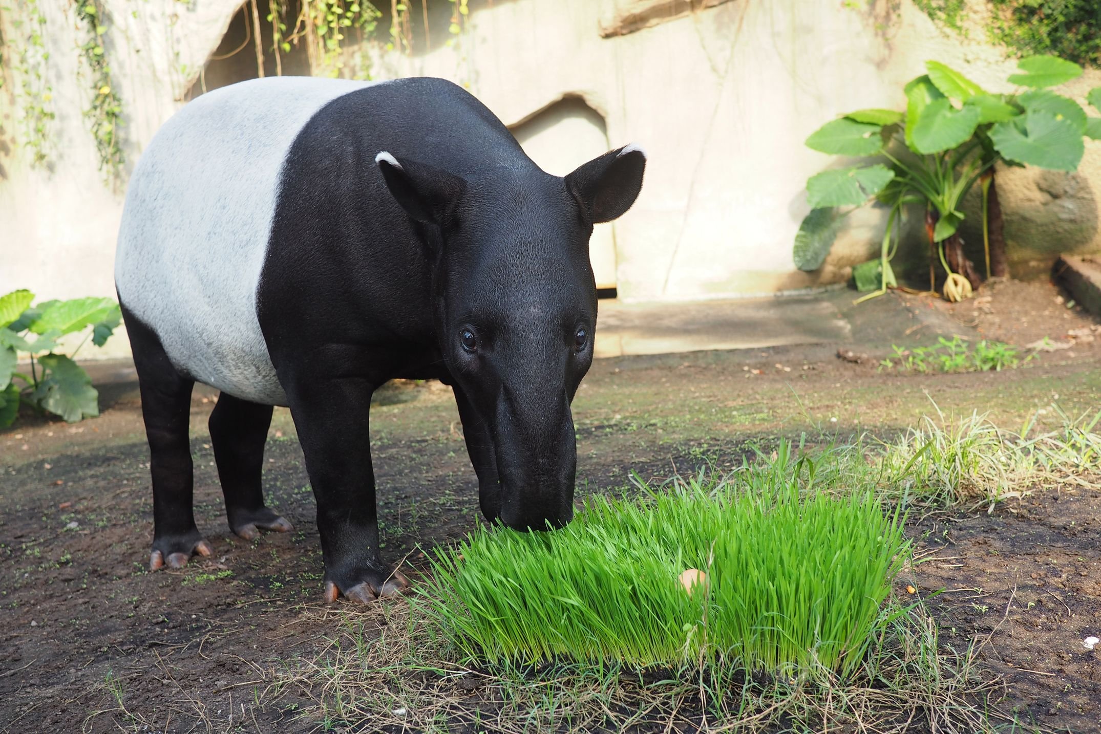 Tapirbulle Kedua ist an den Zoo in Lisieux ausgeliehen.