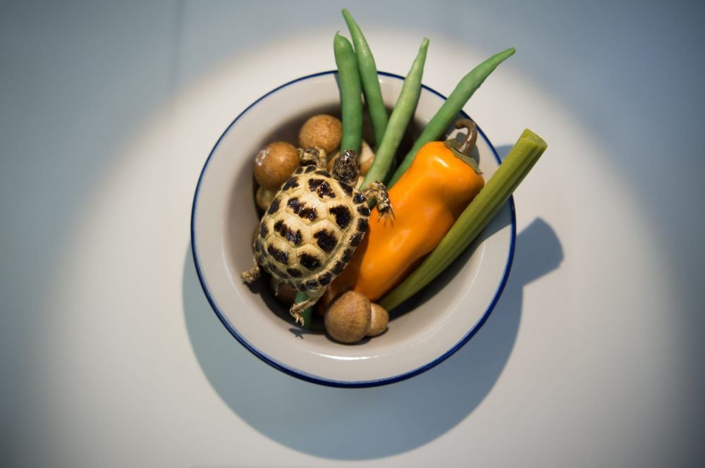 Das sind die Zutaten für eine chinesische Schildkrötensuppe.