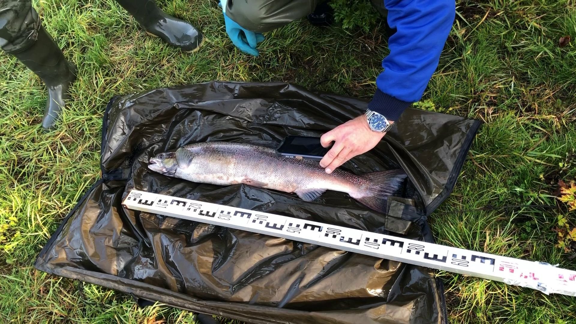 Dieser Lachs ist am Freitagmorgen in Dessau gefangen worden.