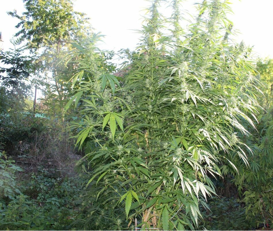 Die Cannabisplantage in Wegeleben
