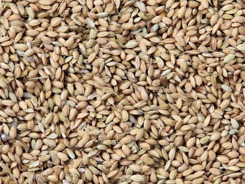 In Vollkornreis stecken viele Vitamine und Mineralstoffe. Doch bei einer Untersuchung wurde in mehreren Fälle auch Arsen entdeckt. Foto: Bodo Marks/dpa