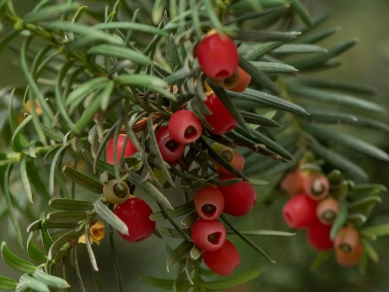 Die weiblichen Exemplare der Eibe bilden hübsche rote Früchte. Foto: Andrea Warnecke