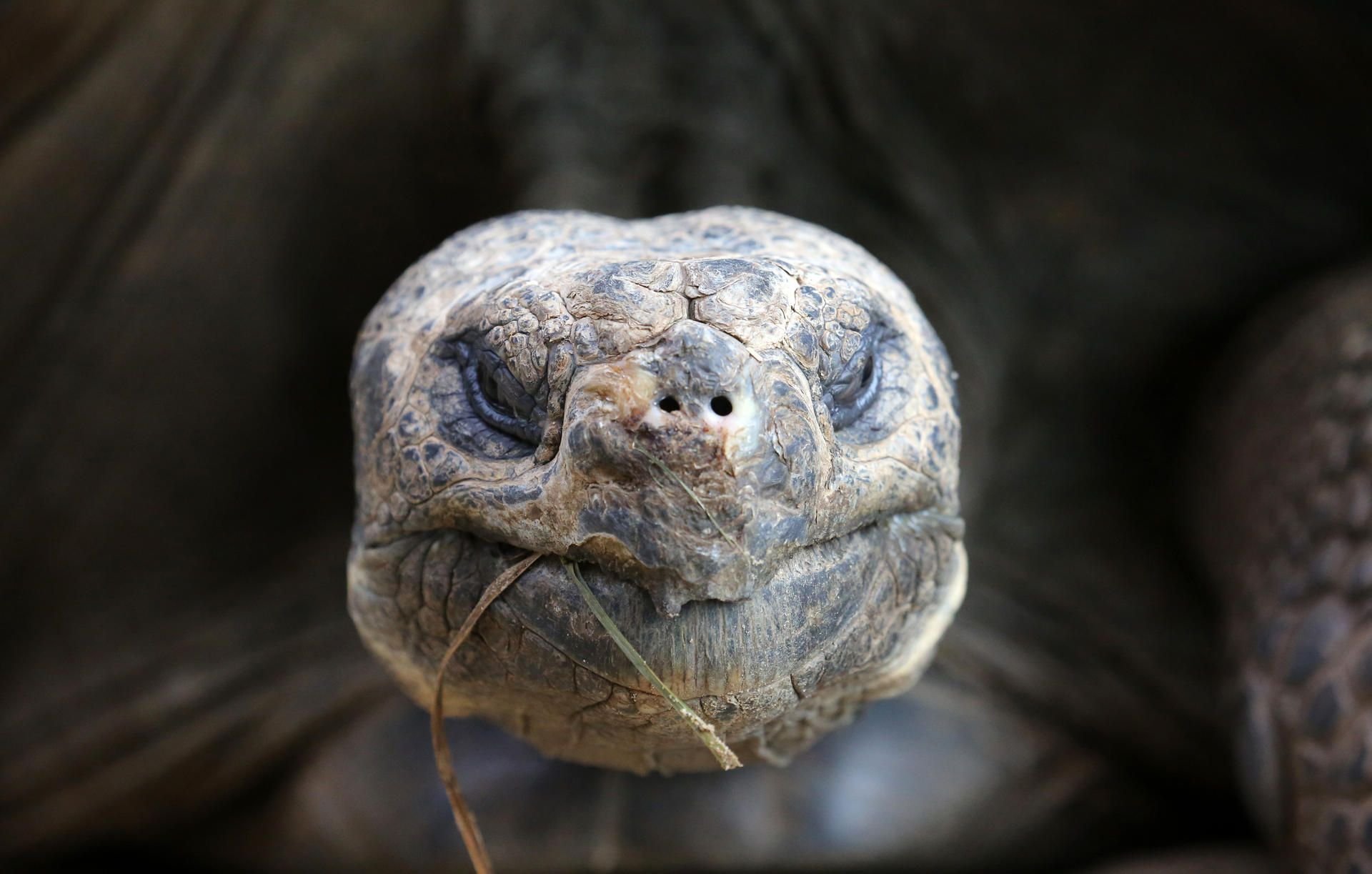 Der Biss der Schildkröte hat die Pkw-Fahrerin so sehr erschreckt, dass sie einen Auffahrunfall verursachte.