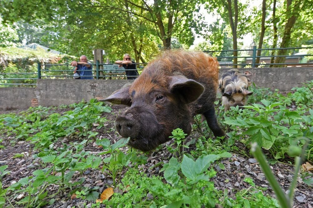 Sie haben die Haare schön: Curd (vorn) und Cordula sorgen für Wirbel in der Schweineanlage des Ascherslebener Zoos.