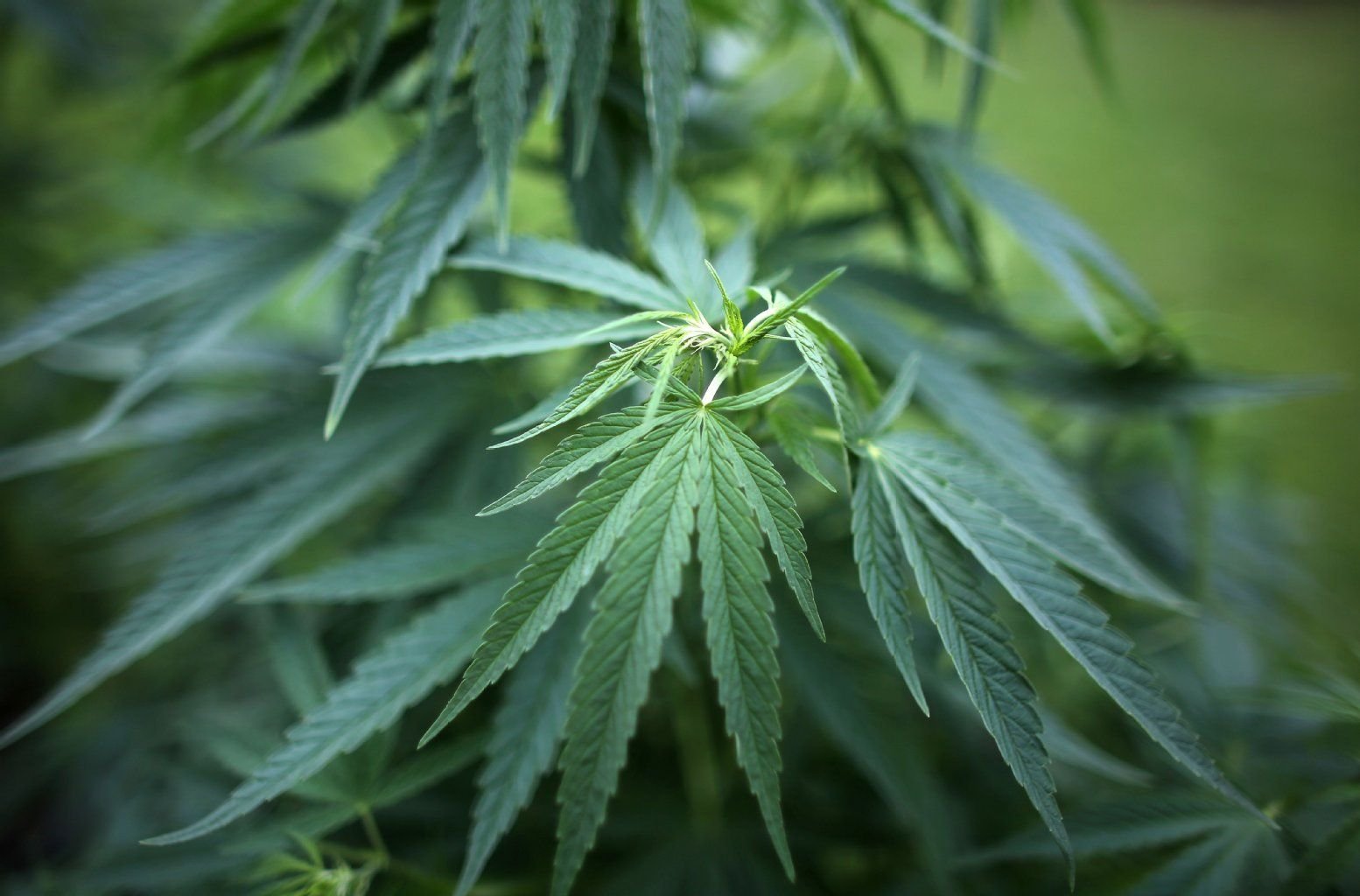Suchtexperten warnen vor dem Einsatz von Cannabis in der Medizin.