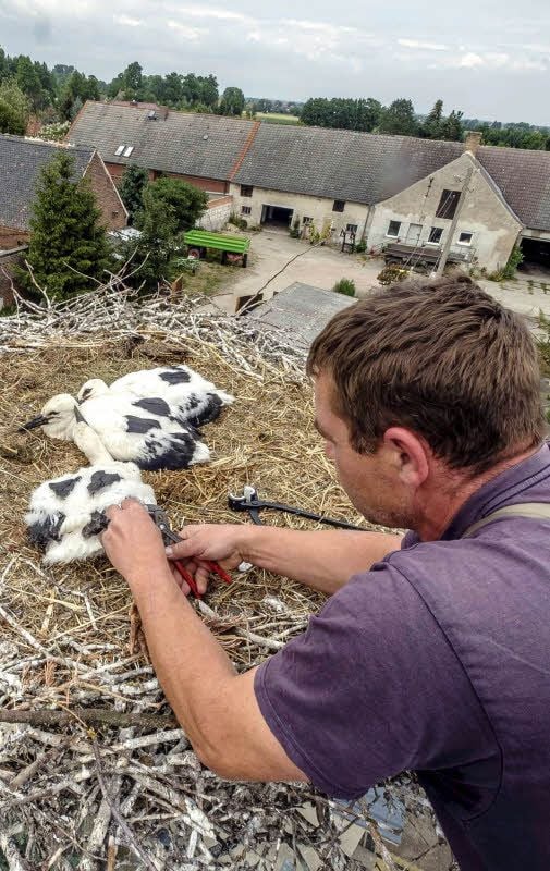 Hoch hinaus klettert Guido Schmidt, um in Goltewitz den Storchennachwuchs zu beringen.