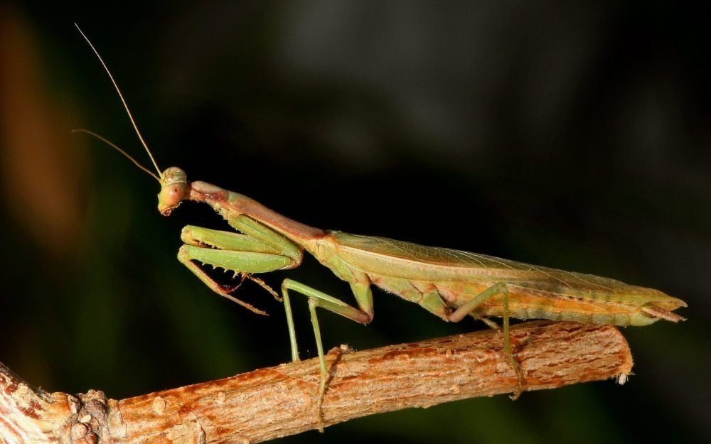 Die imposanten Tiere zählen zu den größten Insektenarten in Mitteleuropa. Weibliche Gottesanbeterinnen werden bis zu acht Zentimeter lang, die Männchen sind kleiner. Sie bevorzugen Wärmeinseln als Lebensraum. Dazu zählen jetzt auch Halle und das Umland.