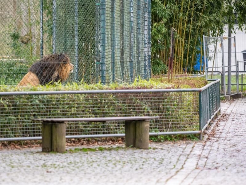 Ein Löwe blickt aus seinem Gehege auf einen menschenleeren Weg. Foto: Armin Weigel/dpa