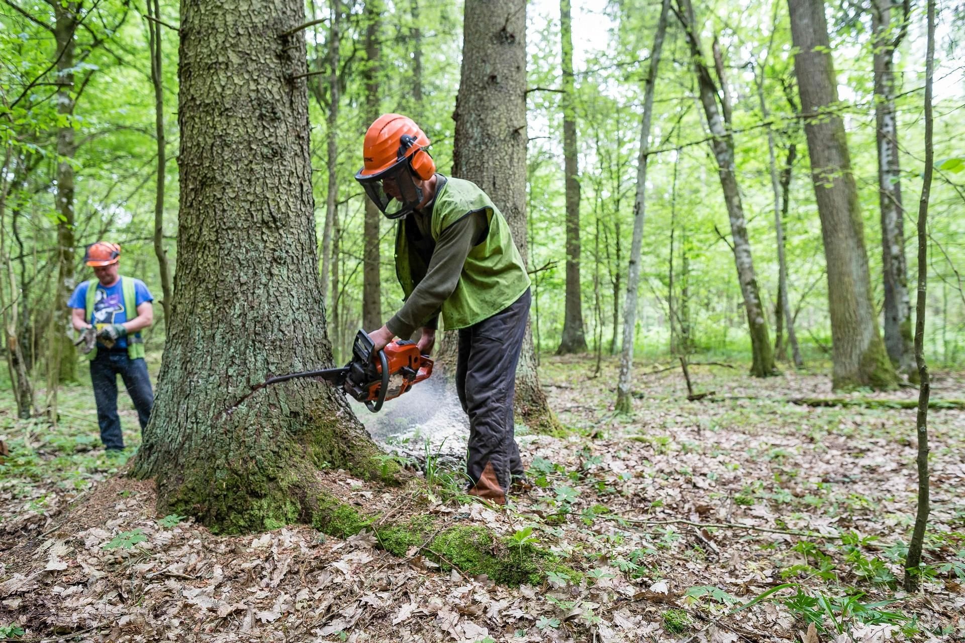 Mit Abholzungen wie diesen im geschützten Bialowieza-Urwald verstößt Polen gegen EU-Recht, entschied am Dienstag der EuGH.