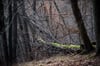Ein umgefallener Baum mit Moos liegt in einem Waldstück bei Mägdesprung.