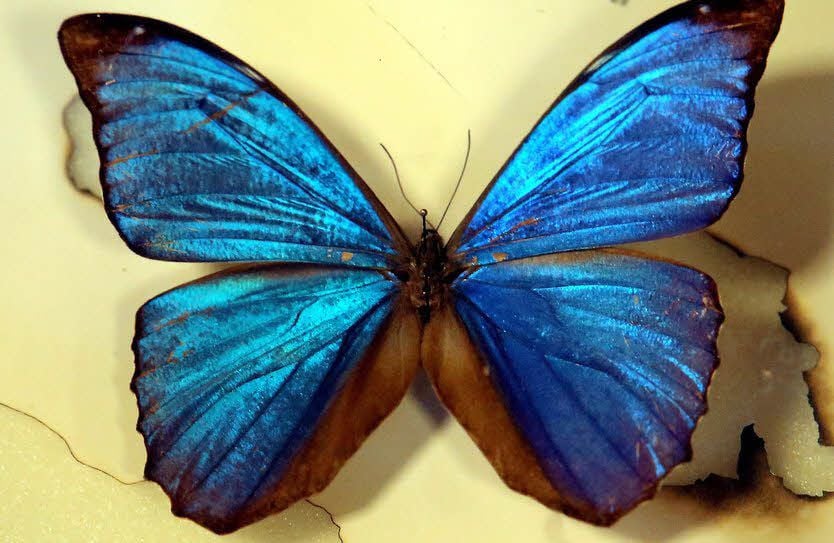 Nicht nur lebende Spinnen und Insekten gab es zu sehen. Auch Exponate andere Tiere, wie hier eines Schmetterlings, waren zu sehen.