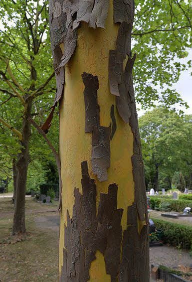 Auch die Platanen, wie auf dem Friedhof, werfen ihre Rinde ab - viel zu früh.
