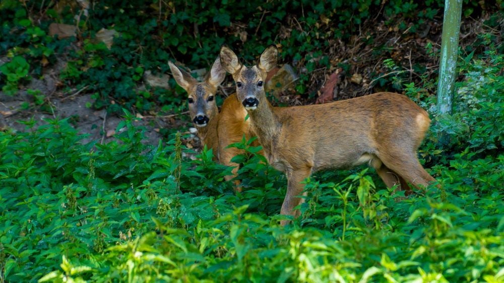 Rehe tauchen immer wieder im Weißenfelser Stadtgebiet auf, hier an einem Garten am Klemmberg.