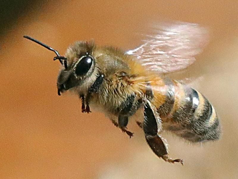 Eine Honigbiene fliegt eine Blüte an.