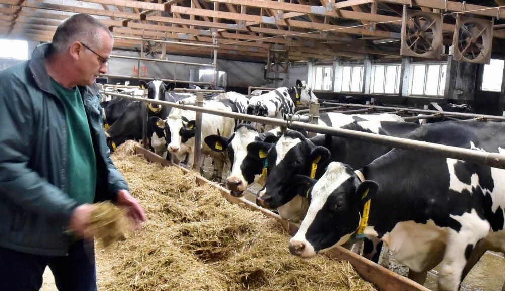 Arnd Helm im Stall bei den Milchkühen der Landwirtschafts GmbH Osterland Teuchern.