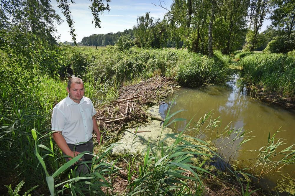 Wolfens Ortsbürgermeister André Krillwitz steht am Biberbau an der Fuhne, der das Wasser staut.