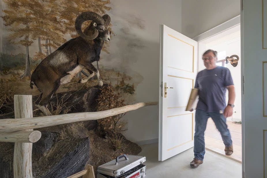 Ein Muffelwidder im Vorraum soll auf die neue Dauerausstellung im Ballenstedter Schloss einstimmen.