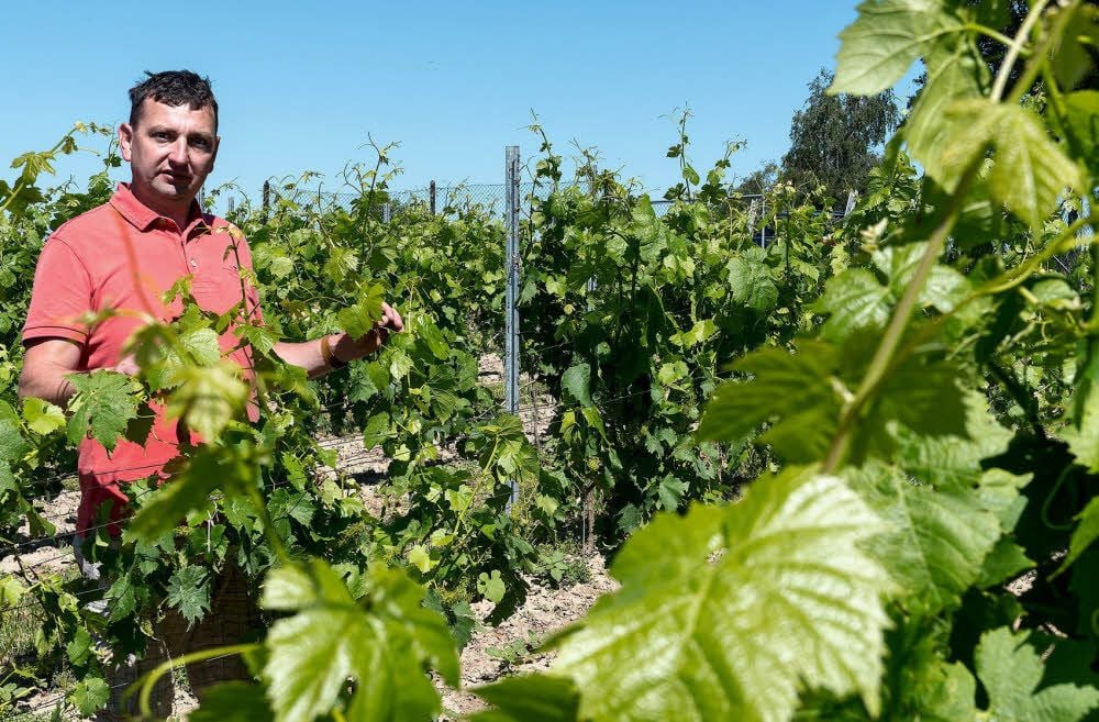 Der Gröster Winzer Mario Thürkind hat in seinen Weinbergen gerade jede Menge Arbeit.