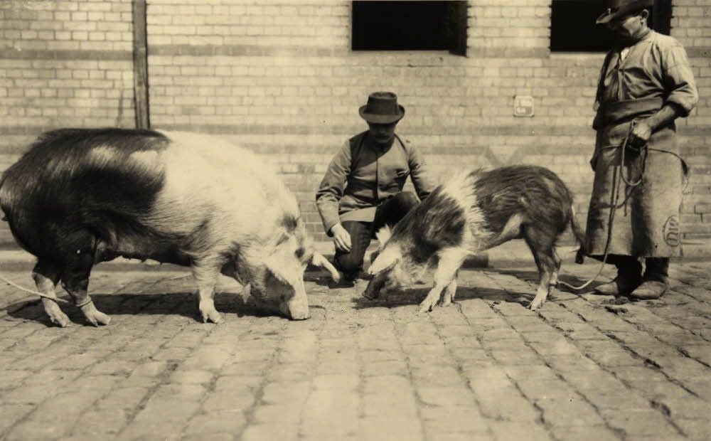 Eine von vielen historischen Fotoglasplatten, die im Besitz der Universität Halle sind. Dieses Foto zeigt das Ergebnis eines Hunger-Mast-Versuchs an Schweinen. Beide Tiere stammen aus dem gleichen Wurf, doch nur das linke wurde gemästet.