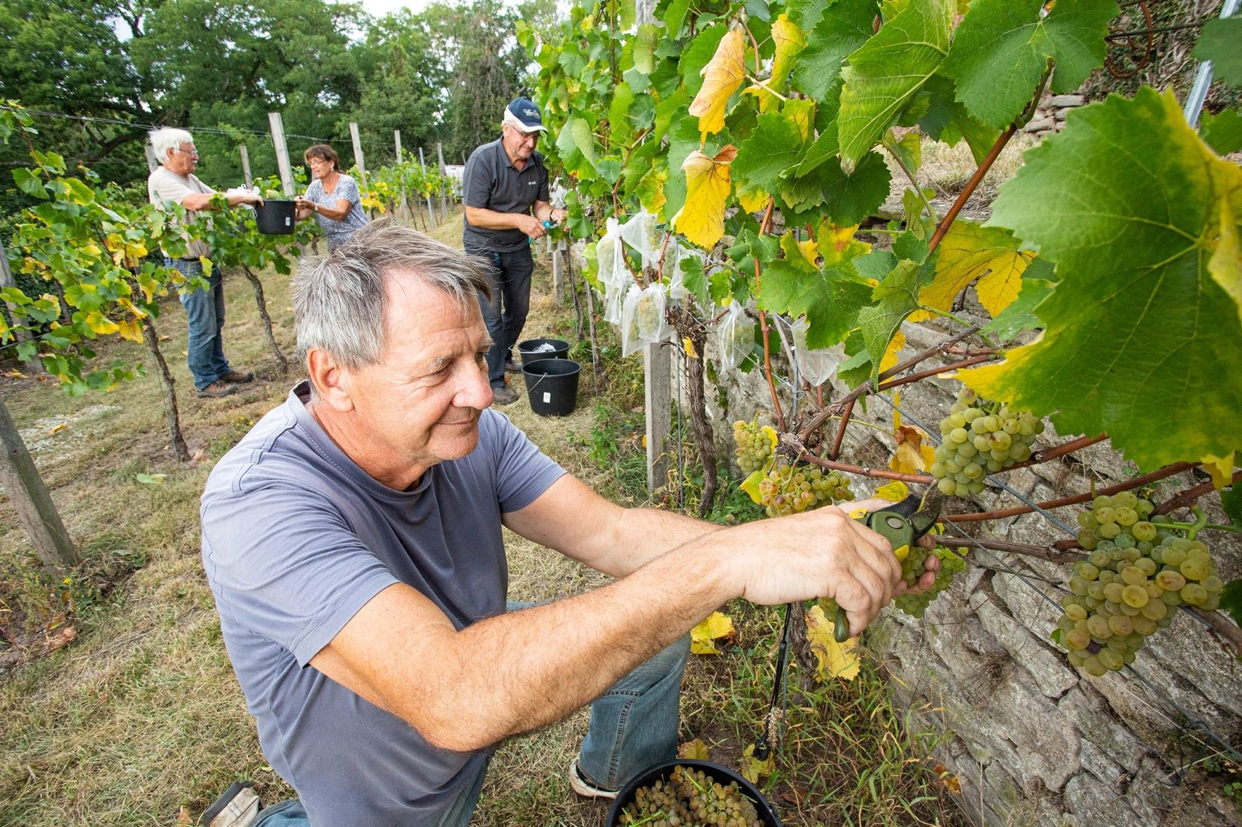 Freunde helfen Winfried Becker in Gröna bei der Lese von Trauben der Rebsorte Weißburgunder.