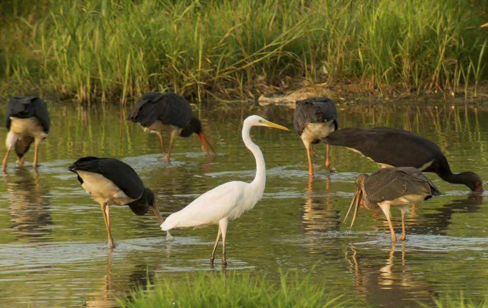 Futtersuche im Elbgewässer bei Bleddin: Schwarzstörche, in ihrer Mitte ein Silberreiher