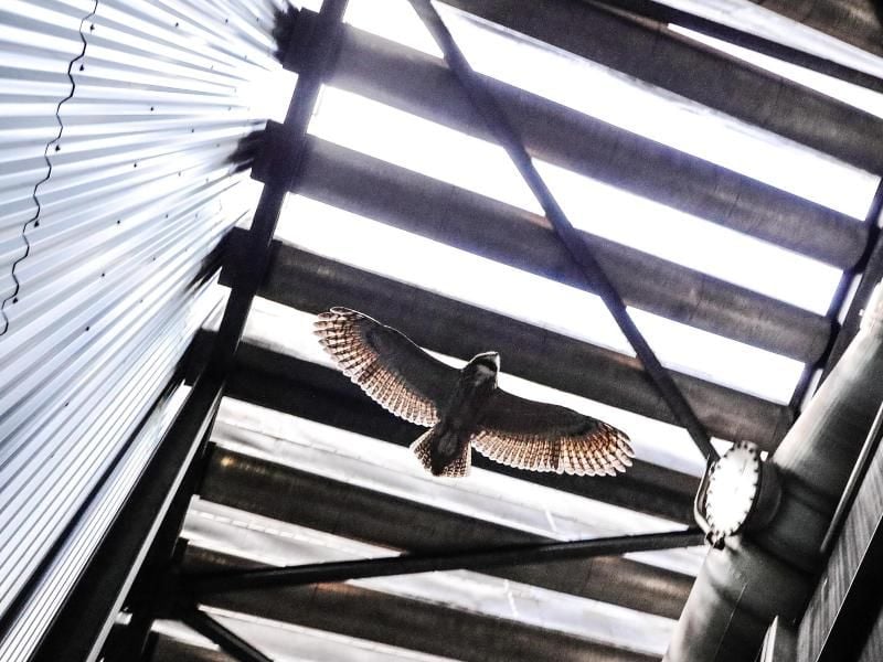 Der Uhu fliegt unter der Dachkonstruktion der Halle eines Heizkraftwerks. Foto: Claudia Otte/Agentur-u Pressefoto