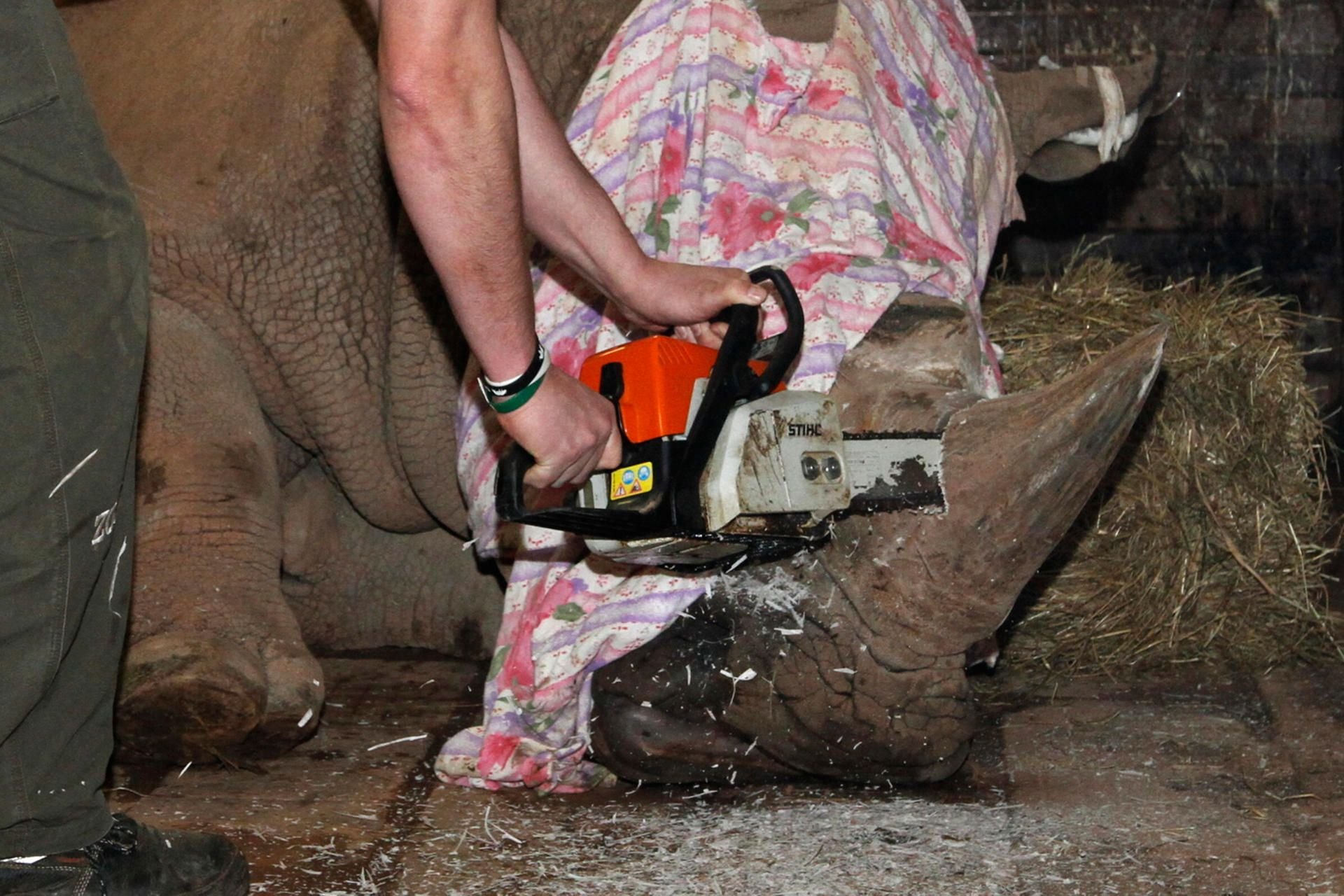 Mit einer Kettensäge wird diesem Nashorn das Horn gekürzt – prophylaktisch.