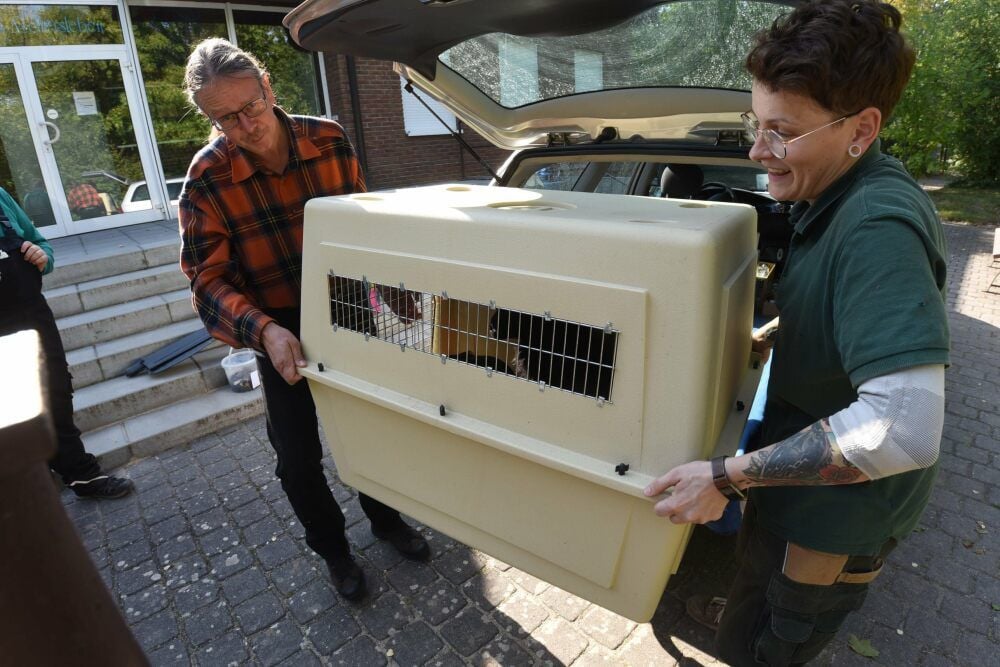 Zooleiter Alexander Beck (links) hat die beiden schwarzen Böcke aus dem Zoo von Karlsruhe geholt und lädt sie nun aus.