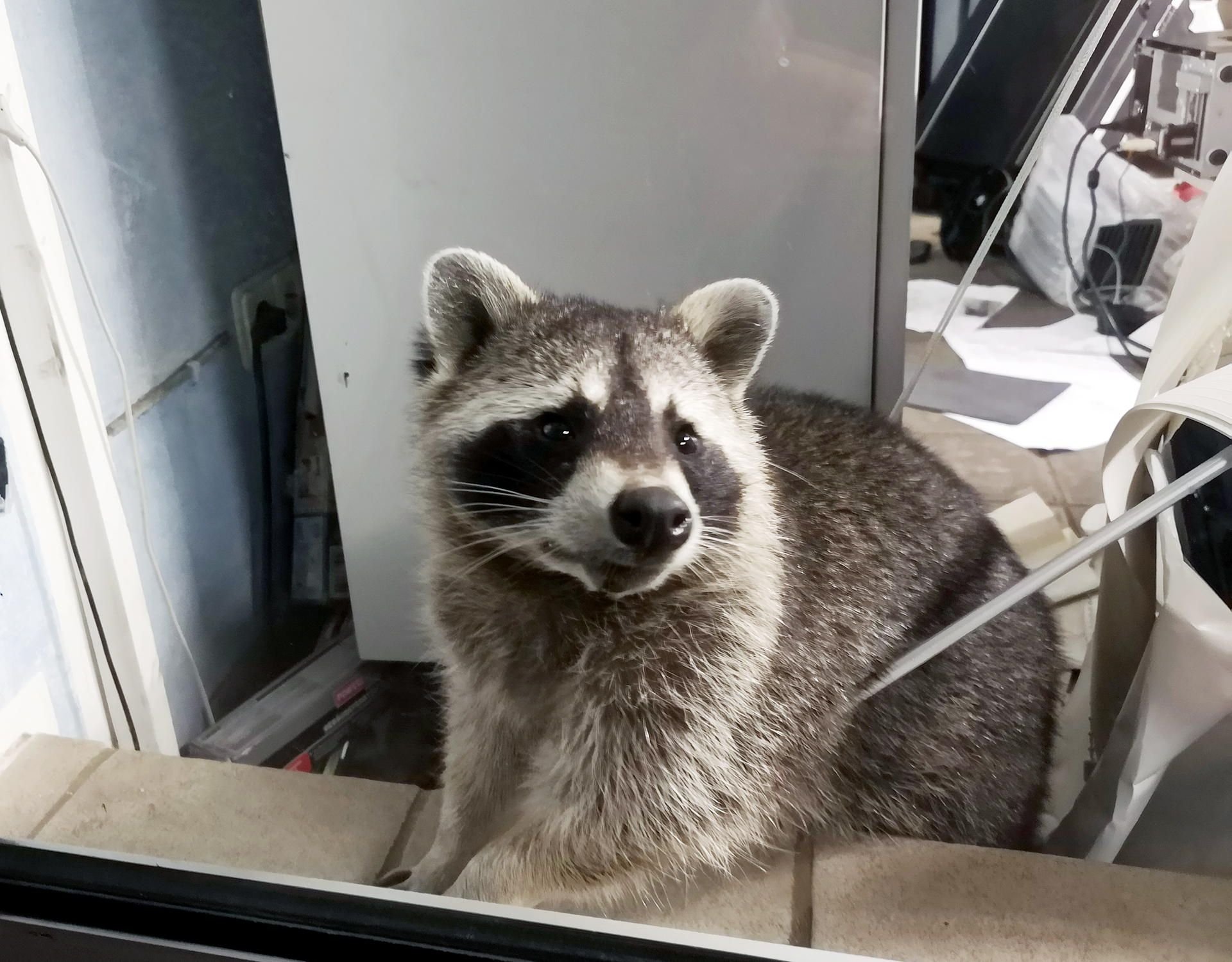 Ein Waschbär schaut aus dem Bürofenster einer Autowerkstatt, dessen Einrichtung er zuvor verwüstet hat.