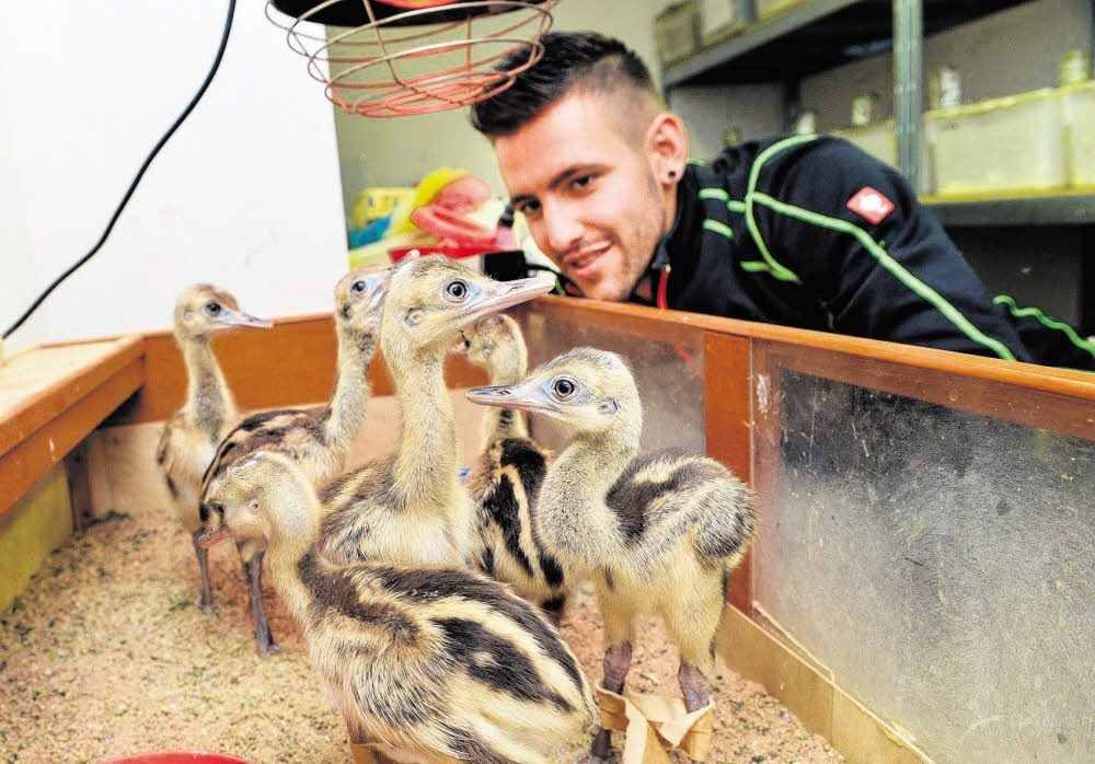 Bei den Nandus kümmert sich nicht das Weibchen, sondern das Männchen um die Eier und den Nachwuchs. Der Nandu-Vater im Köthener Tierpark vernachlässigte allerdings die geschlüpften Küken. Also müssen Tierpfleger Felix Fiala und seine Kollegen den Nachwuchs von Hand aufziehen.