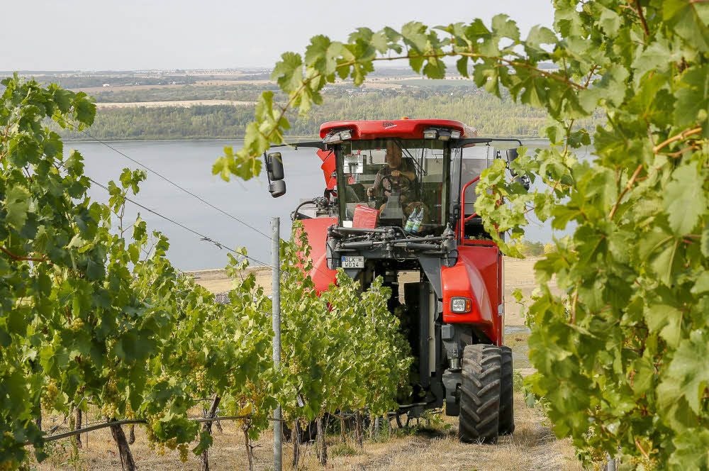 Auf dem Geiseltalsee-Weinberg „Goldener Steiger“ auf der Klobikauer Halde fand Dienstag die Hauptweinlese mit einem Vollernter statt.