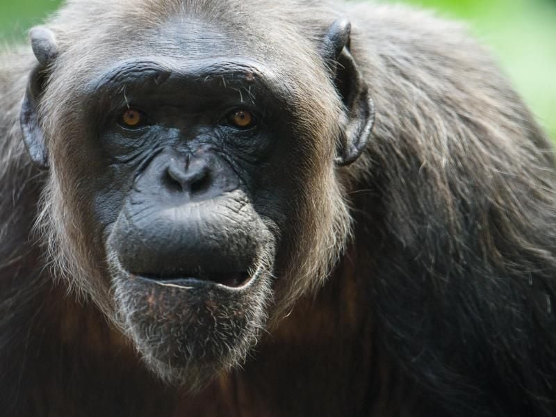 Ein Schimpanse wartet im Tierpark Hellabrunn in München auf die Fütterung. Foto: Florian Eckl/Illustration
