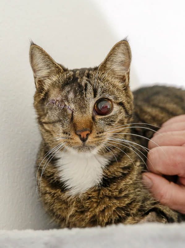 Kater Sammy wurde angeschossen