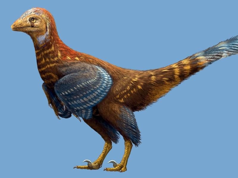 Die Nachbildung eines gefiederten Dinosauriers, nachempfunden einem Fossilienfund in China. Foto: Nature